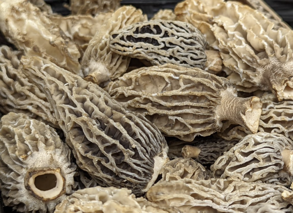 Morel mushrooms from California