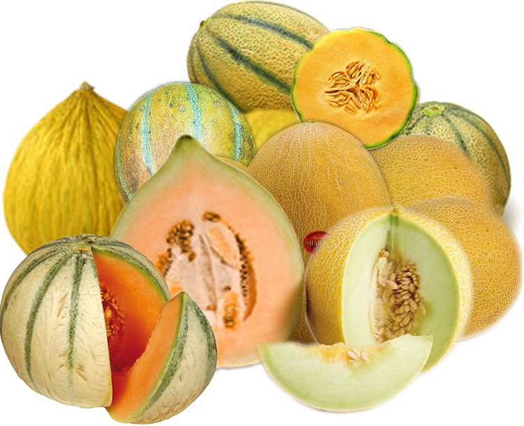 The Joys of Melon Season: Part II – Sigona's Farmers Market