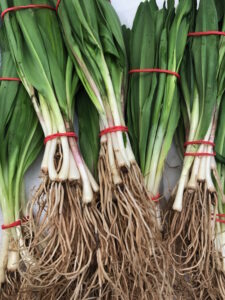 Wild Ramps