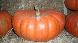 Cinderella pumpkins