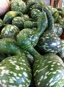 Speckled Swan Gourd