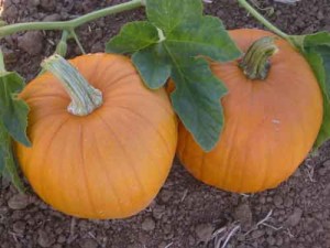 Sugar Pie Pumpkins