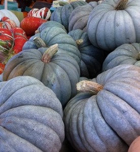 jarrahdale pumpkins_sm