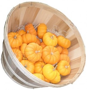 mini-pumpkins