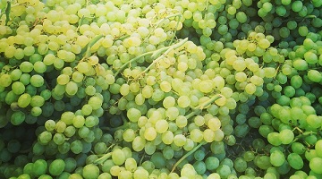 green natural thompson grapes_360