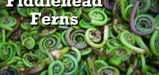 fiddlehead ferns available now